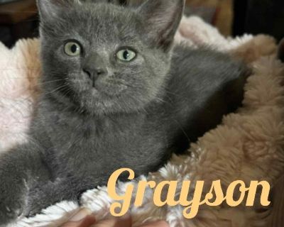 Grayson - Russian Blue & Domestic Short Hair Mix Male Cat for Adoption
