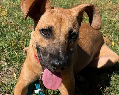 Jordy - Black Mouth Cur Mix Female Puppy for Adoption