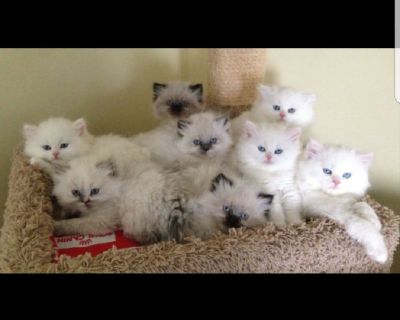 Cfa dollface persian kittens