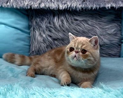 Kittens for Sale Exotic Shorthair READY Now