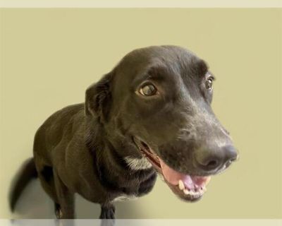 KATARA - Labrador Retriever Female Puppy for Adoption