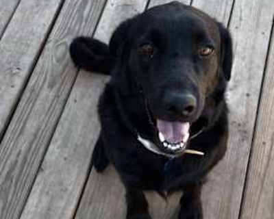 Mr. Bear - Chesapeake Bay Retriever/Australian Shepherd Mix Male Dog for Adoption