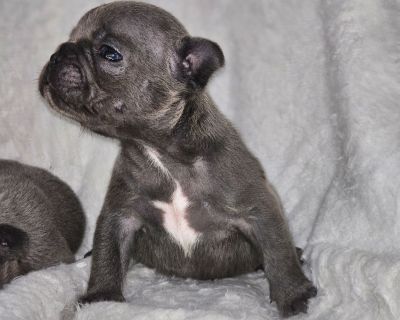 Navy will be ready to go to his new home December 19. He's a solid Blue, he will come with his full Akc registration, dewormed, vaccinated, vet checked, 1 year health guarantee and a puppy pack with needed necessaries to get families and their new fur member started on a stress free journey. Our puppies are raised around other animals and well socialized with small children. While puppies wait ...