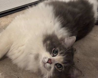 Picasso - Domestic Longhair Male Cat for Adoption