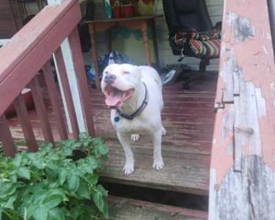 Pearl - American Pit Bull Terrier Female Dog for Adoption