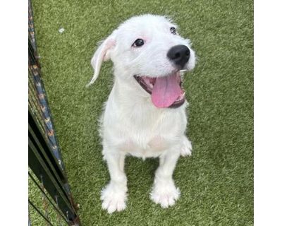 Turtle - Mixed Breed (Large)/Irish Wolfhound Mix Male Puppy for Adoption