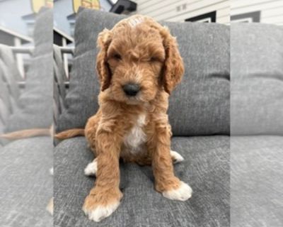 Benito - Male Goldendoodle Puppy for Sale