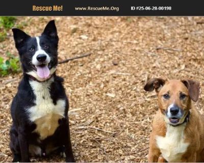 Harley and Lola - Male Senior Border Collie / Lab for Adoption
