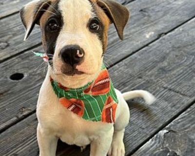 Liam Corrigan - Pit Bull Terrier & Labrador Retriever Mix Male Puppy for Adoption