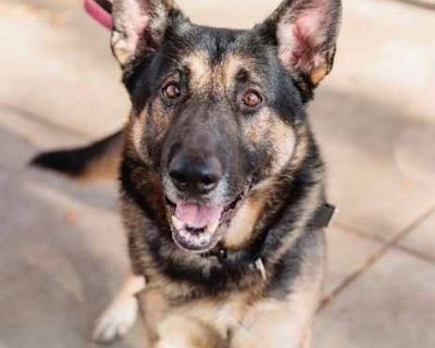 Tony Baloney - German Shepherd Dog Male Dog for Adoption