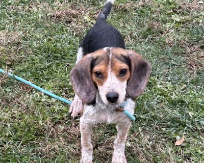 Meet MIKE and SULLEY, our 2 adorable Monsters Inc beagle puppies. These boys are definitely play monsters. And treat monsters. They are simply delightful. Mike and Sulley are about 6 months old, Mike is currently 12 pounds, Sulley is 14 pounds. We expect them to remain on the small side, maybe 20-25 pounds when fully grown. They both have some hair loss thanks to fleas and poor nutrition. The f...