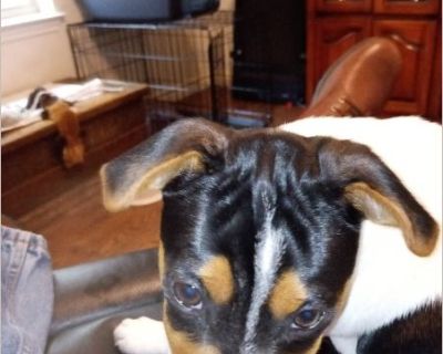 MALE 20LBS, WHITE WITH BLACK SPOT HEAD BLACK AND TAN EXTREMLY FRIENDLY LOVES NAP TIME WITH OWNER