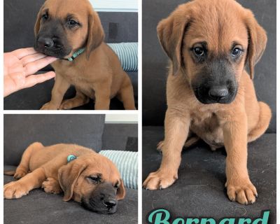 About the "B" Puppies: Their mama a stunning red Rhodesian Ridgeback was abandoned while pregnant and gave birth on September 1st under someone s shed. Despite being scared and alone, she did everything she could to care for her babies. When the puppies were about 6 weeks old, the landowner contacted us for help. Now mama is resting, and all 7 puppies are healthy, vetted, and ready to be adopte...