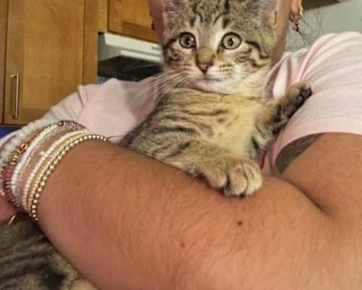 Pichu - American Shorthair Male Cat for Adoption
