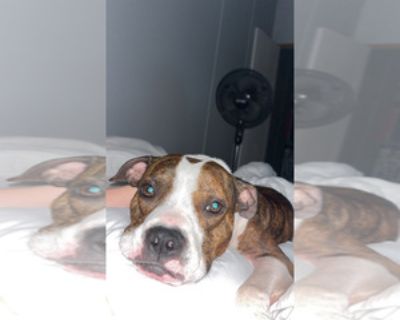 Java - Female American Boston Bull Terrier Puppy for Sale