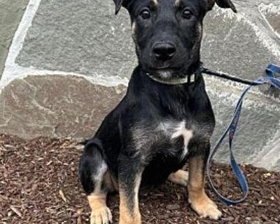 Wunder ~ meet me! - German Shepherd Dog/Rottweiler Mix Female Puppy for Adoption