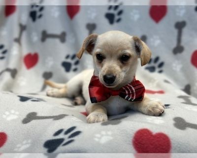 Carlos - Chihuahua Male Puppy for Sale