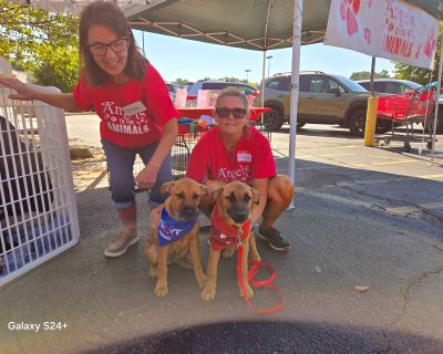 Chucky & Cujo - German Shepherd Dog Mix Male Dog for Adoption