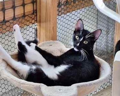 Oregano - Domestic Shorthair Male Cat for Adoption