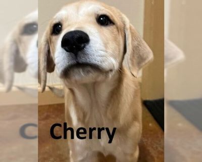 Cherry - Labrador Retriever Mix Female Puppy for Adoption