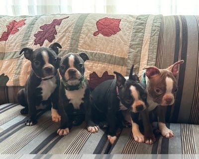 Litter of 2 - Boston Terrier Male Puppy for Sale