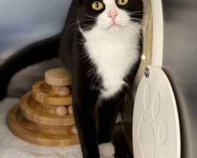 Winifred - Domestic Shorthair Female Cat for Adoption