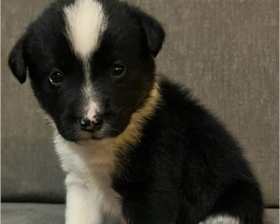 This amazing litter of 9 mini Australian shepherd puppies came to us looking for new homes in our area and certainly deserve the best ones. They have been in foster care learning the basics of potty training and spending tie with other dogs sand children. They are now around 9 weeks of age and are doing amazing and have now received their 2nd vaccine, so we feel they are safe to go to their new...