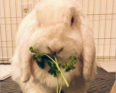 Ladybug - Female Adult Rabbit for Adoption