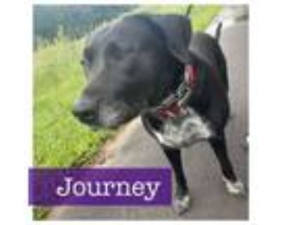Adopt Journey CP a Black Labrador Retriever, Spaniel