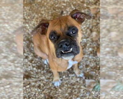 Rhiannon - Female Boxer Adult Dog for Adoption