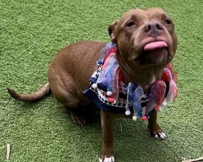 Coco - American Pit Bull Terrier Female Dog for Adoption