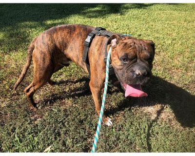 BISON - English Bulldog Male Dog for Adoption