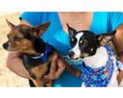Micah And Pedro, Rat Terrier For Adoption In Helotes, Texas