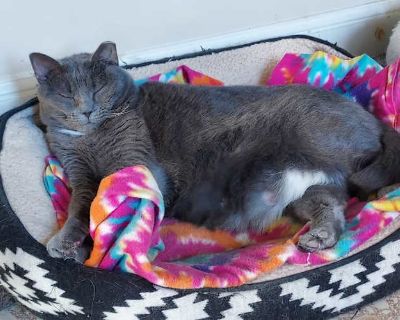 Big Mama - Domestic Shorthair Female Cat for Adoption