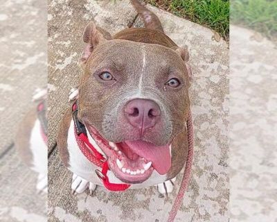 PECAN - American Pit Bull Terrier Female Puppy for Adoption