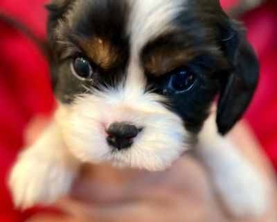 3 Male Cavalier King Charles Spaniel Puppies for Sale