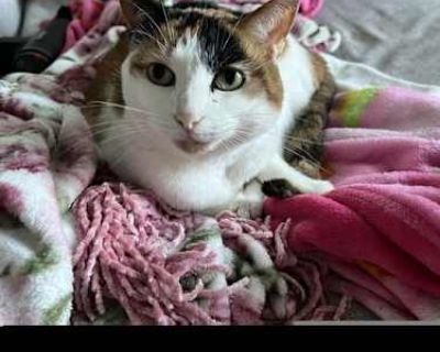 Cali III (New Digs) - Calico Female Cat for Adoption
