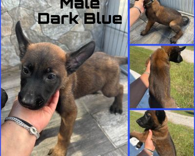 3 Male Belgian Malinois Puppies for Sale