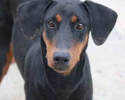 Junebug - Doberman Pinscher Female Puppy for Adoption