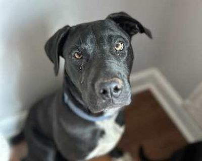 Bennett - Labrador Retriever/American Pit Bull Terrier Mix Male Dog for Adoption