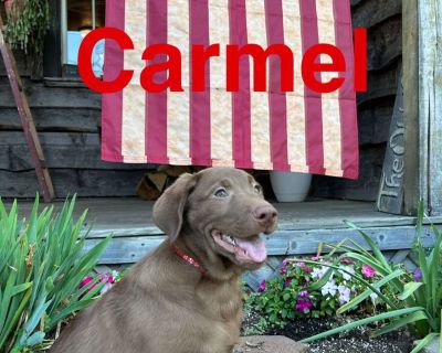Carmel - 12 Weeks Male Chocolate Labrador Retriever Puppy for Sale