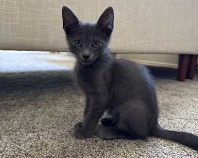 Crockpot - Domestic Shorthair Male Cat for Adoption