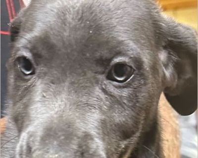 Karl - Male Puppy Lab mix for Adoption