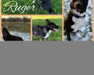 Ruger - German Shepherd Dog Mix Male Dog for Adoption