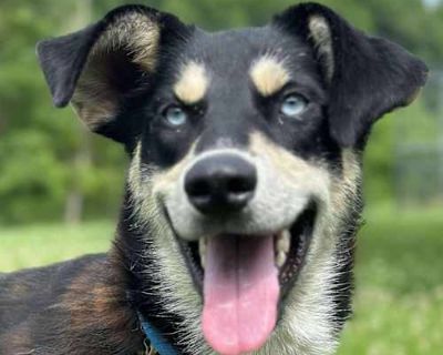 Brando - Husky Male Dog for Adoption