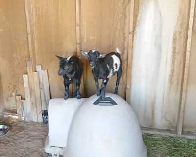 Nigerian dwarf doe and bro wethered