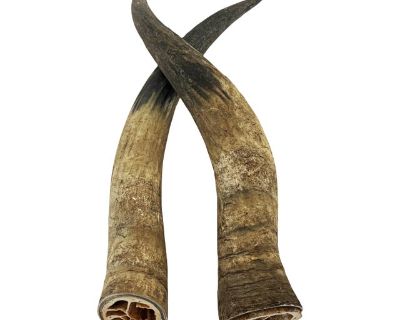 1960s Primitive Longhorn Bull Horns Southwest Décor - Set of 2