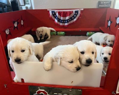 2 Male and 2 Female Golden Retriever Puppies for Sale