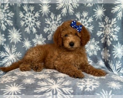 Olivia - Goldendoodle (Miniature) Female Puppy for Sale