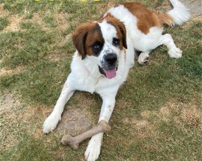 Freckles - Saint Bernard Female Puppy for Adoption